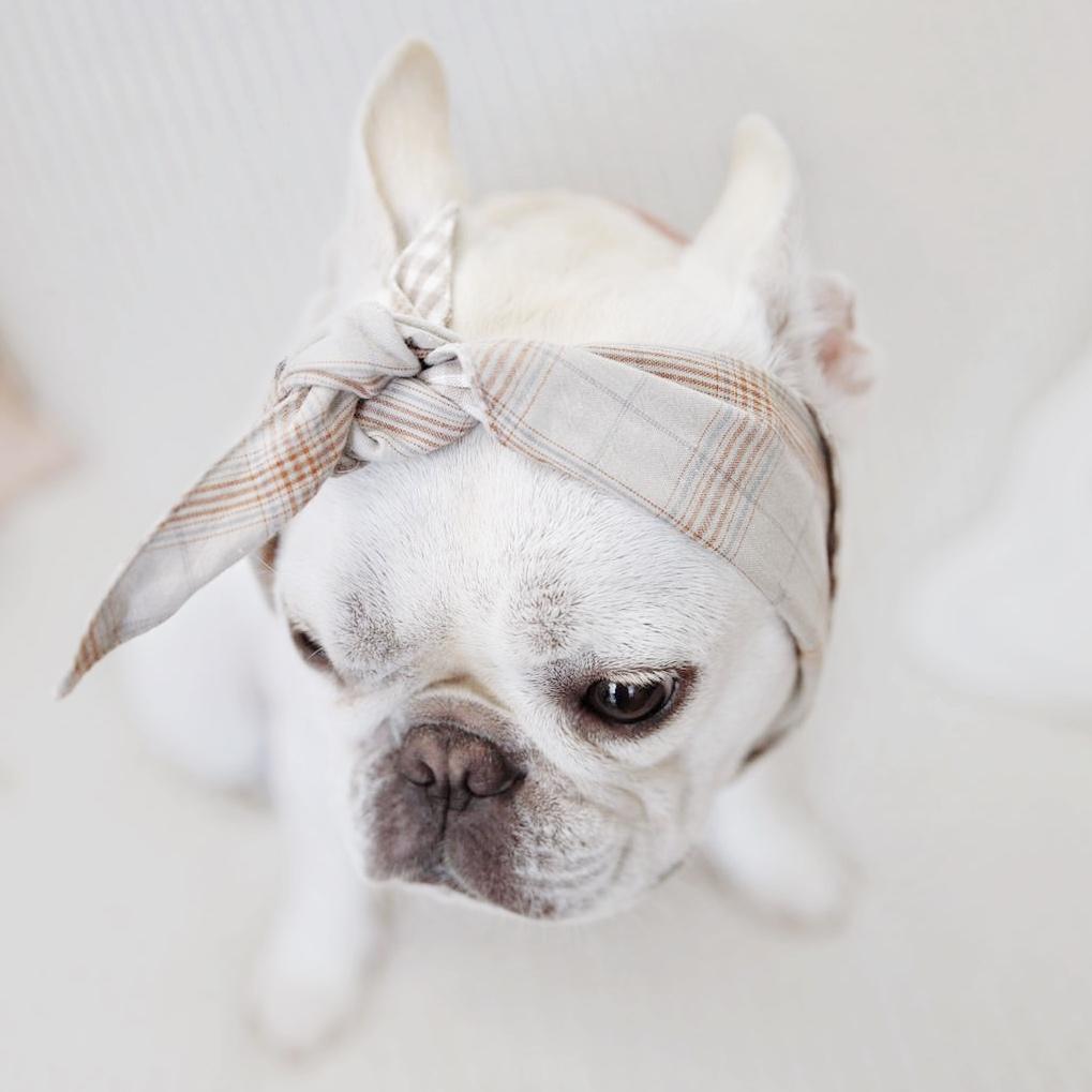 dog bandanas | cat bandanas | neckties | Lambwolf Collective