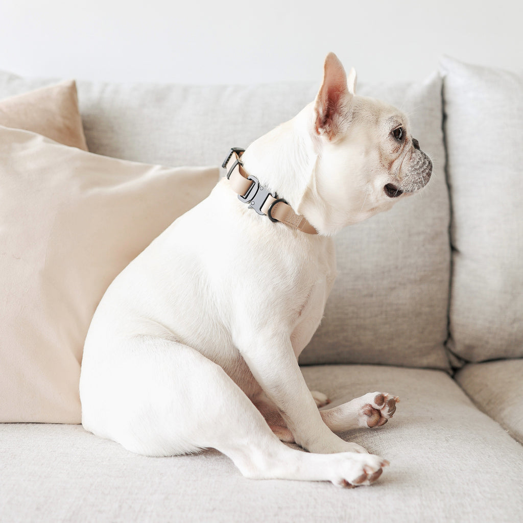 AVA // quick-release metal buckle collar - Lambwolf Collective