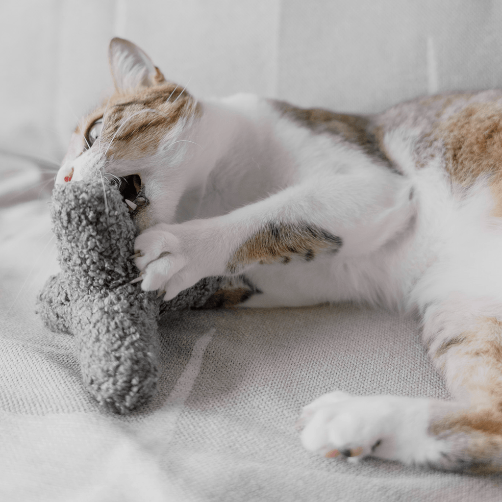 KITTY BREUER - Lambwolf Collective
