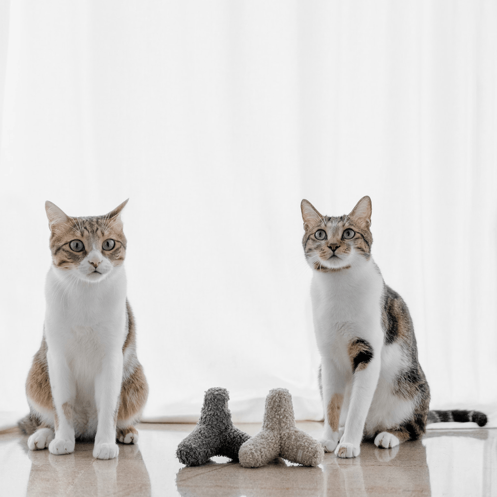 KITTY BREUER - Lambwolf Collective