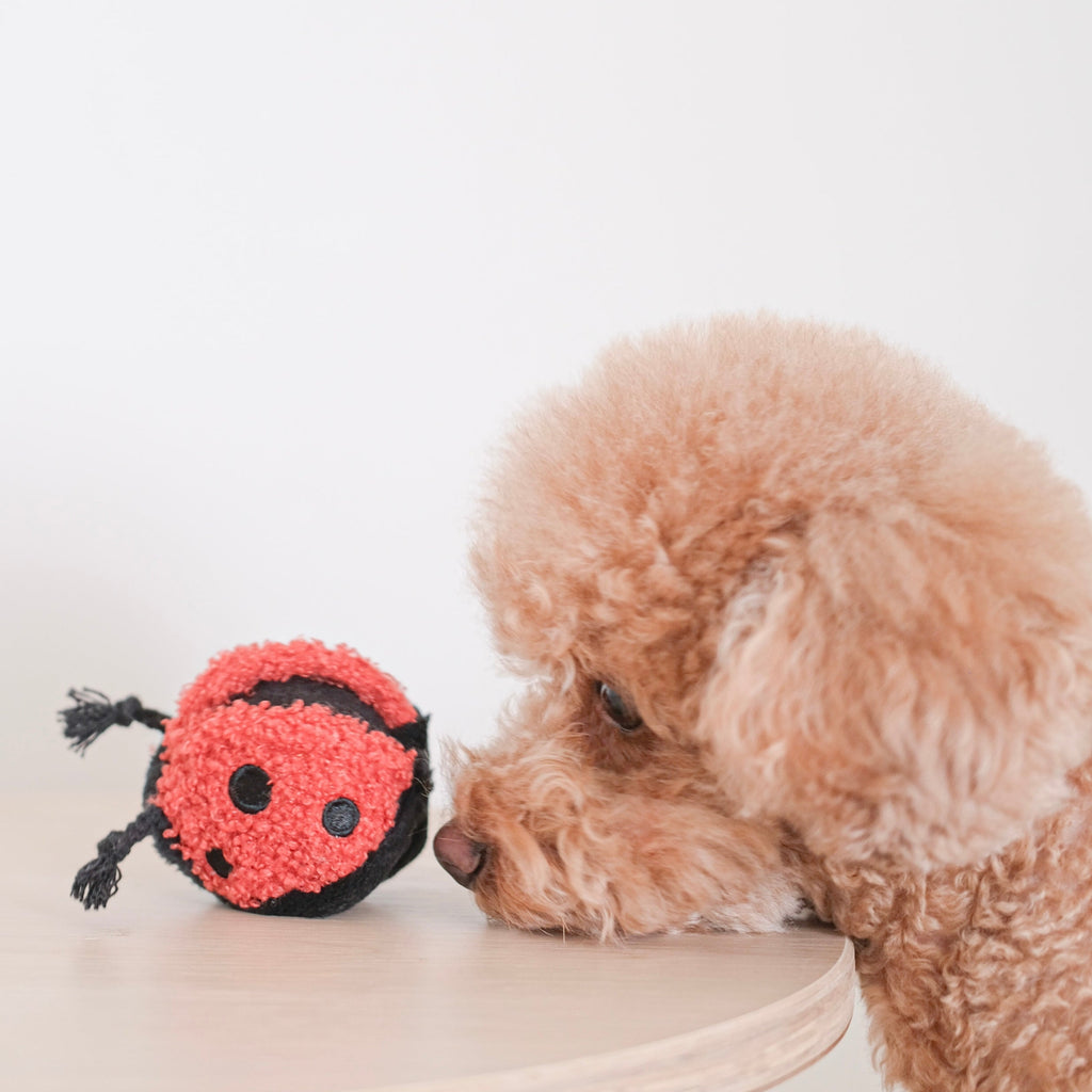 LADYBUG POP - Lambwolf Collective