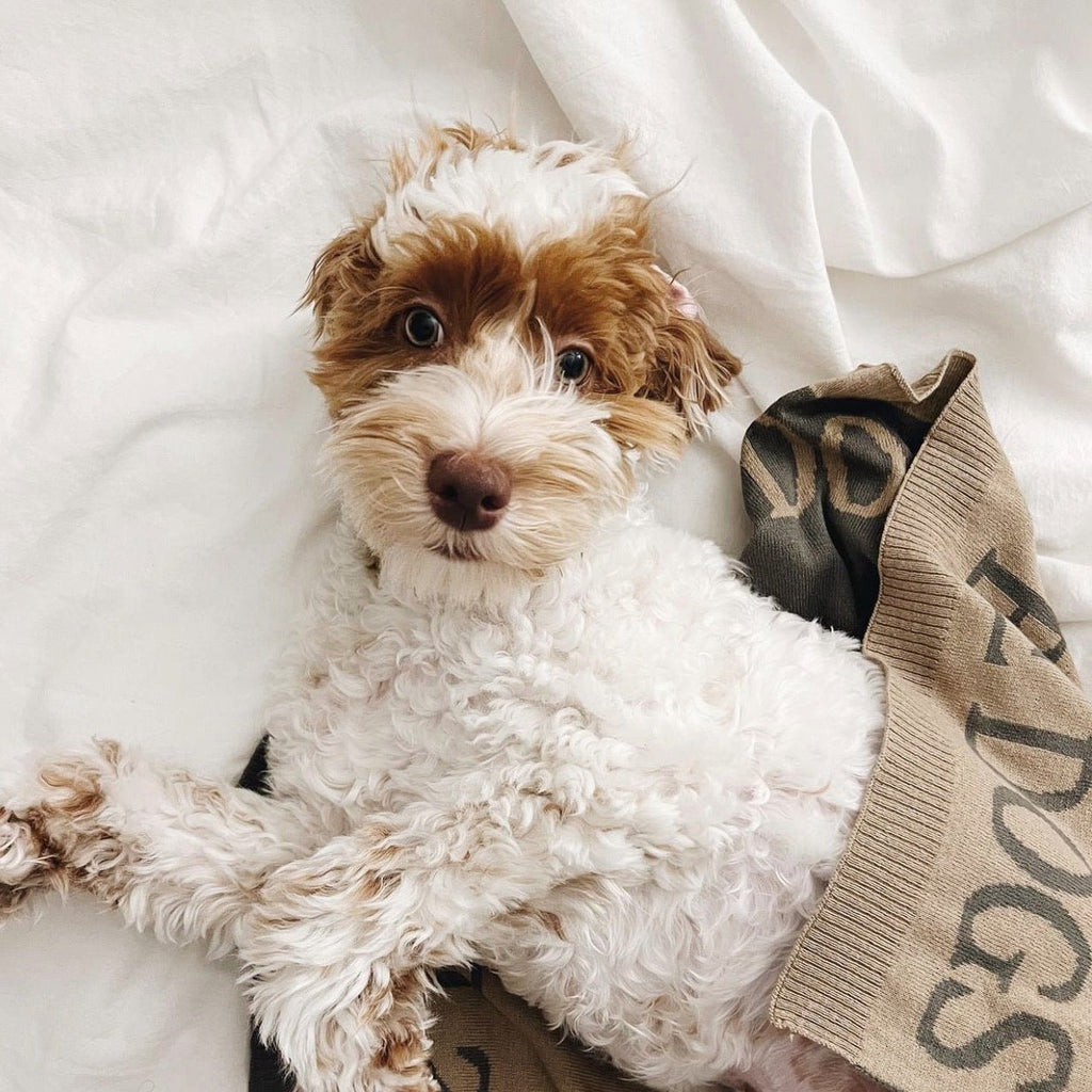 LET DOGS BE DOGS BLANKET - Lambwolf Collective